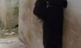 熊出没马戏团小镇叫什么名字 马戏团黑熊逃跑上街