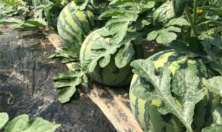 迷你西瓜人工授粉方法 迷你小西瓜手工教程