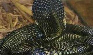 世界上十大最毒的毒蛇是什么 世界十大最毒的蛇