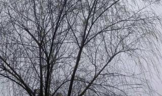 一九,二九,三九,四九,五九,是什么意思 五九天是什么日子