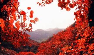 12月香山还有红叶吗 香山红叶图片