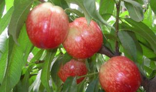 潍坊最大水果批发市场 山东水果批发市场