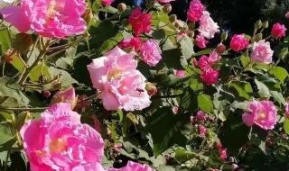 大花芙蓉葵养殖方法 芙蓉花开大酒楼