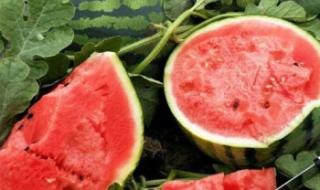 黑美人西瓜亩产量多少斤 黑美人西瓜种植技术